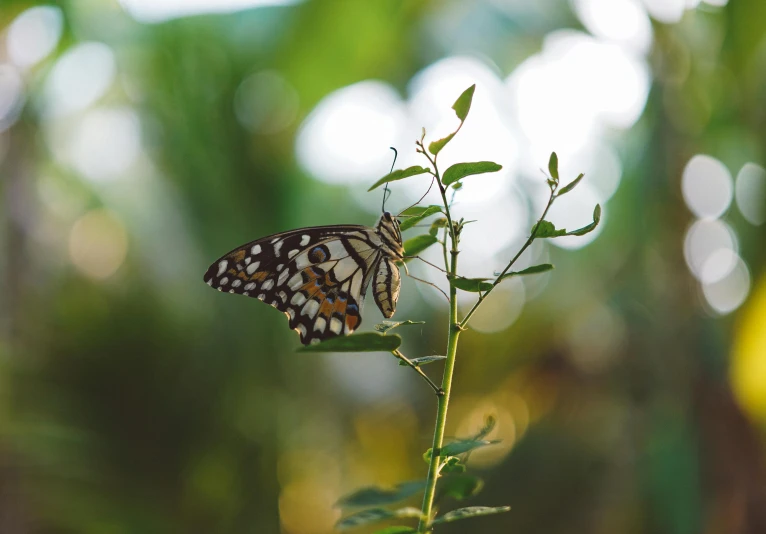 a black and white erfly resting on a twig