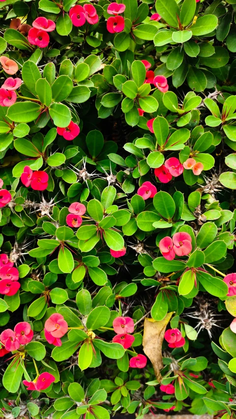 a field of red and green leaves and plants