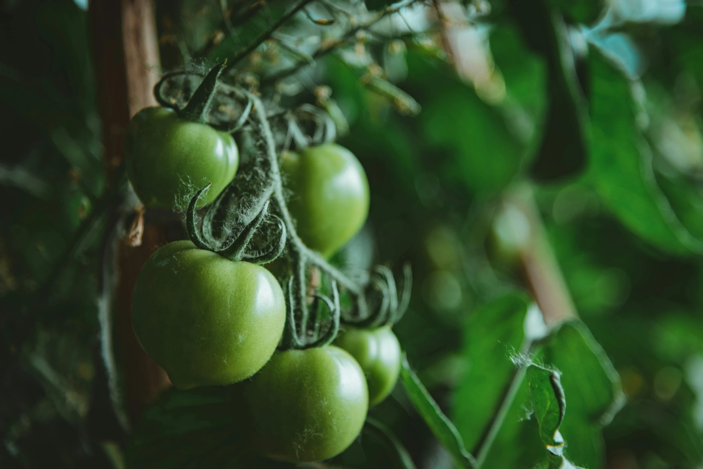 some green fruit hanging from a tree in the sun