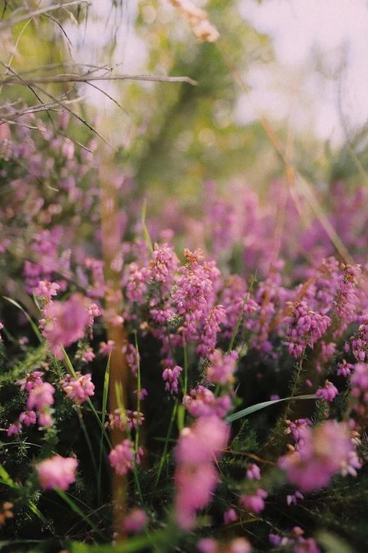 wildflowers and other plants are blooming in the grass