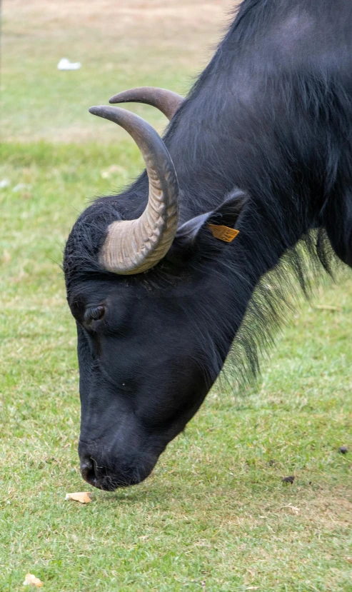 a bull with long horns grazing in a grassy area
