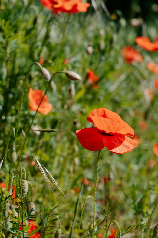 bright, orange flowers with many stems stand among tall grass