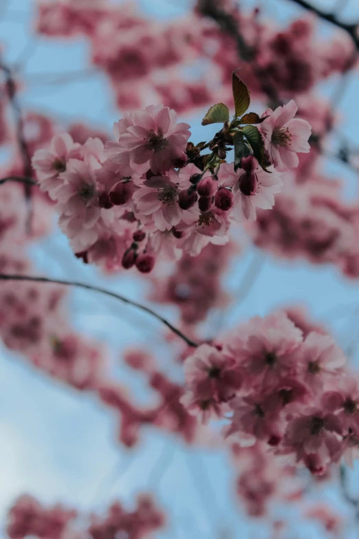 some pink flowers blooming in the air