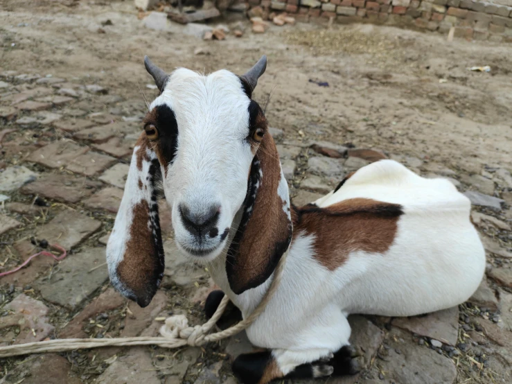 a brown and white goat is laying down