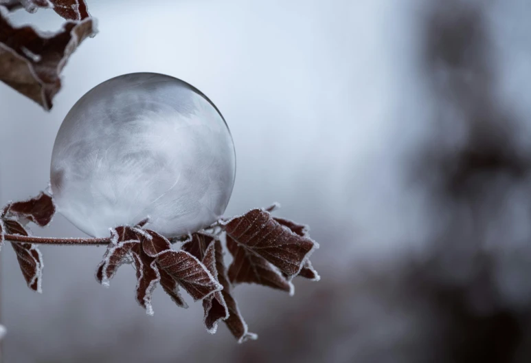 the frosted sphere is sitting on the tree nch