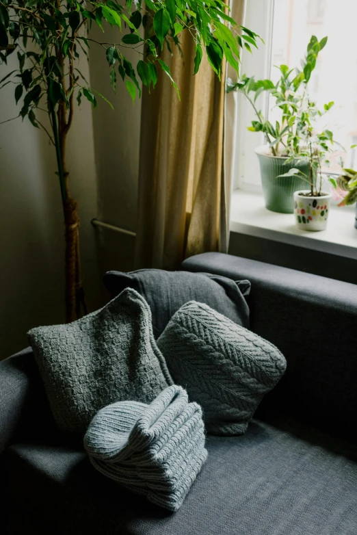 a couch is sitting beside a window and a tree