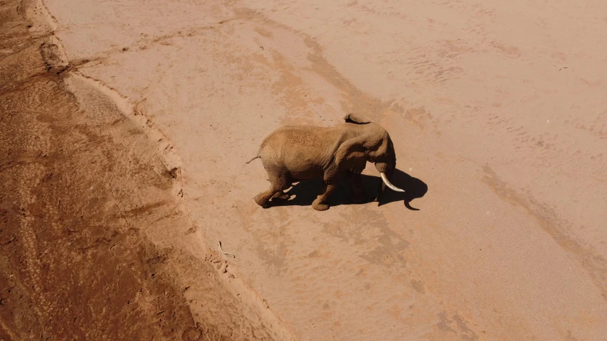 an elephant walking down the middle of a dirt road