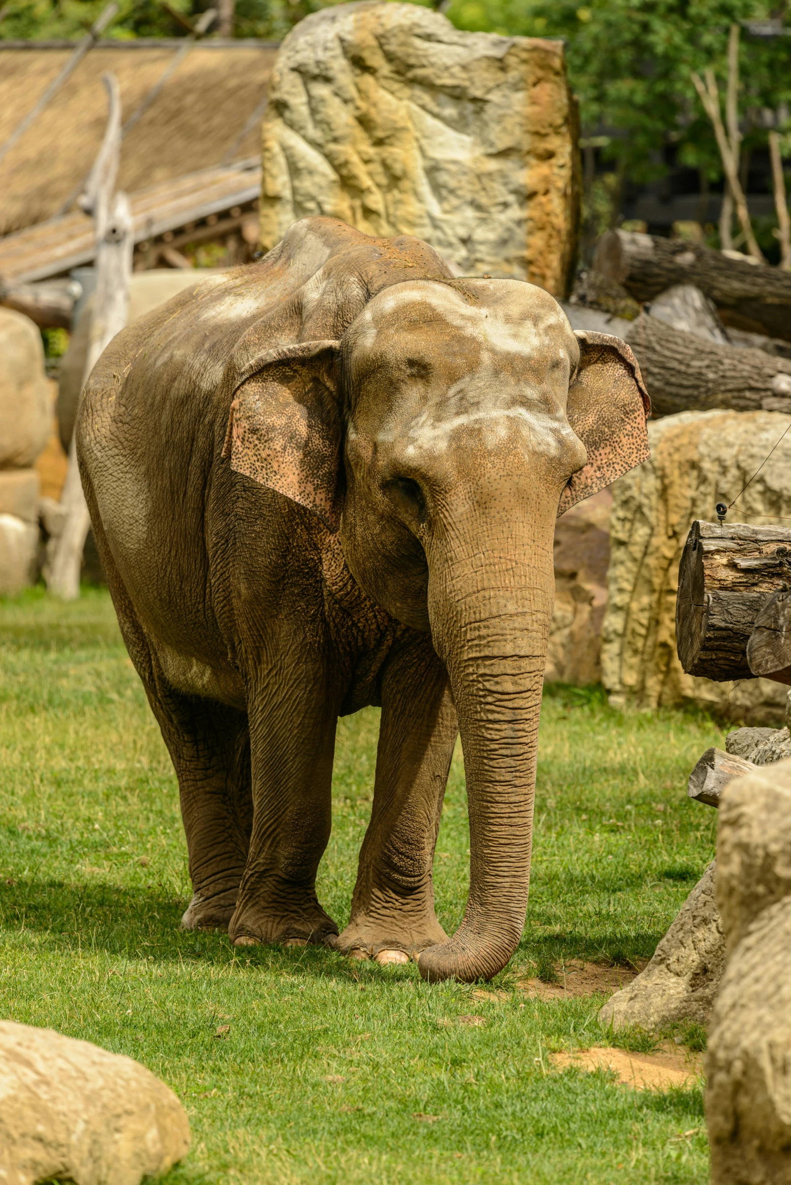 an elephant standing on some green grass near rocks