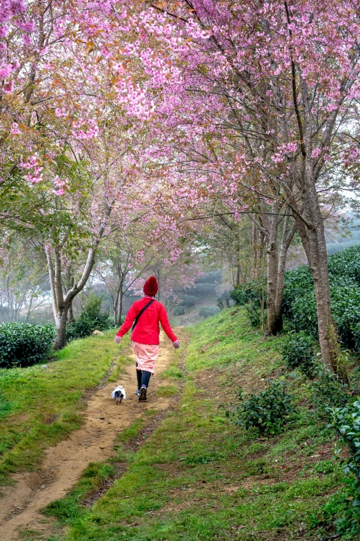 a woman walking her dog down a path covered in pink flowers