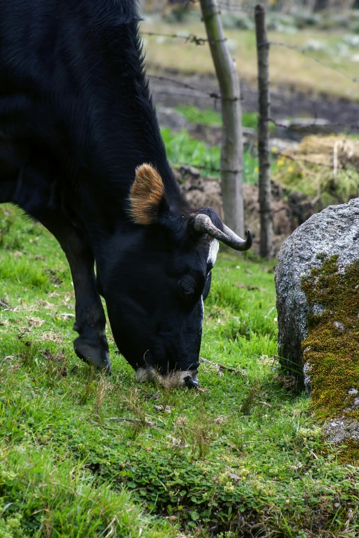 an ox grazing on green grass in front of two large stones