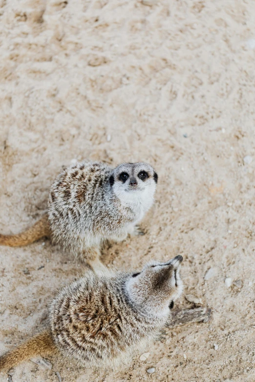 a couple of birds that are standing in the sand