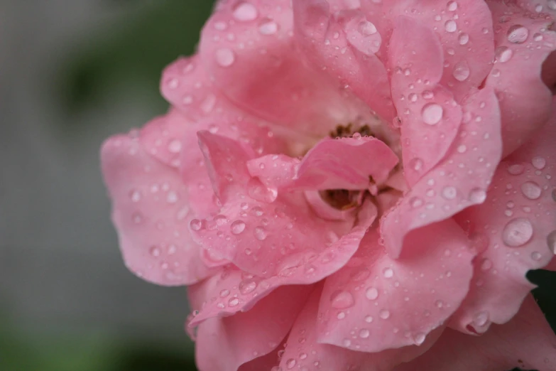 water drops are seen on pink flowers