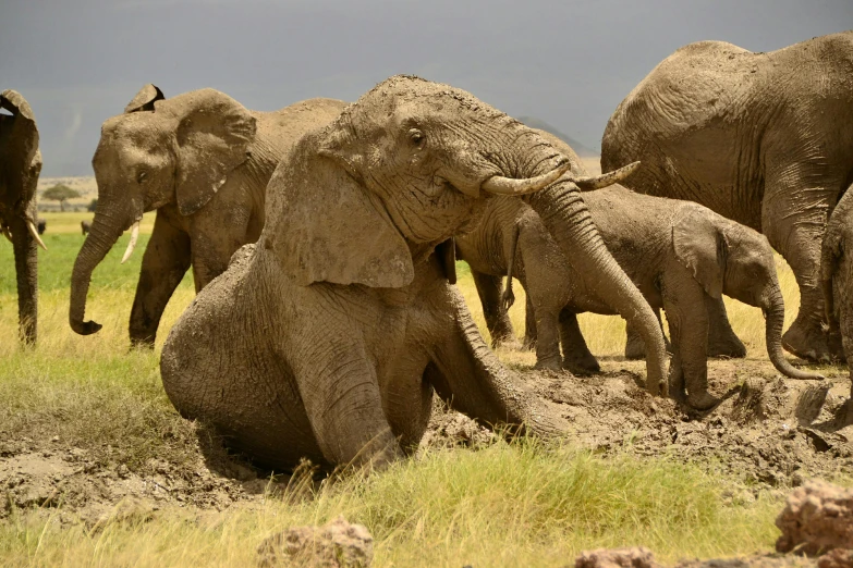 the young elephant is playing in the mud