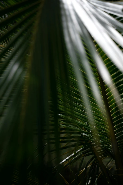 a palm tree leaves with sunbeams in the background