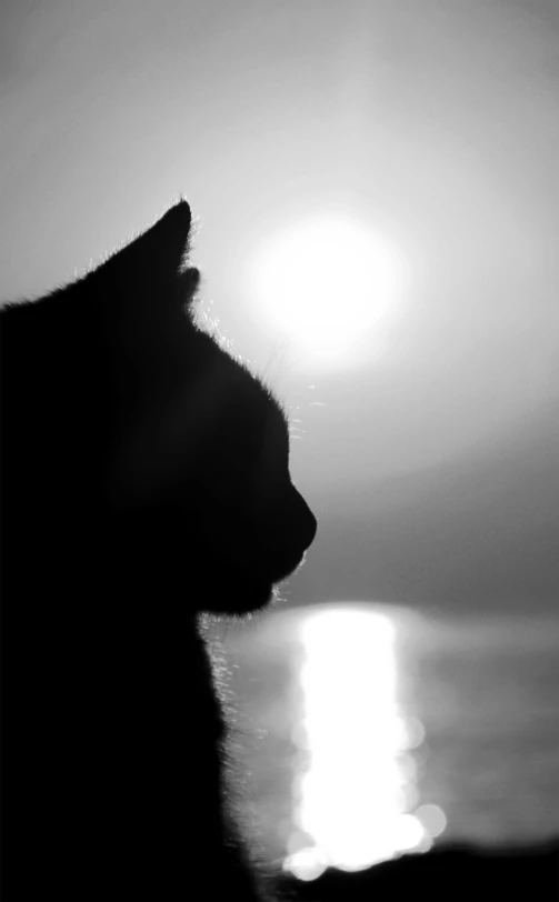 a cat is in silhouette, with the sun rising behind it