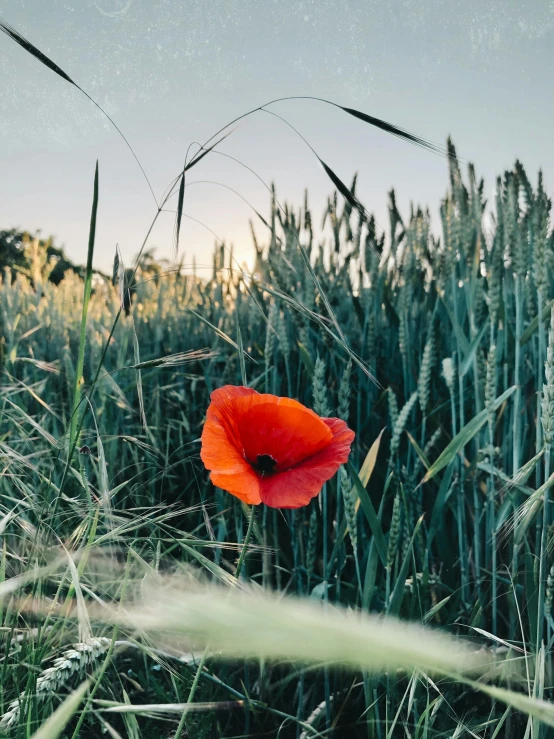 a bright red flower sits in tall grass