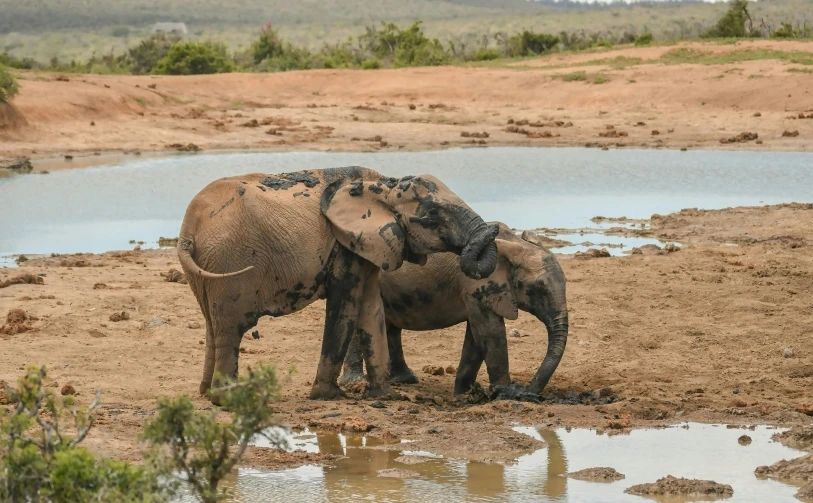 two adult elephants are playing near a watering hole