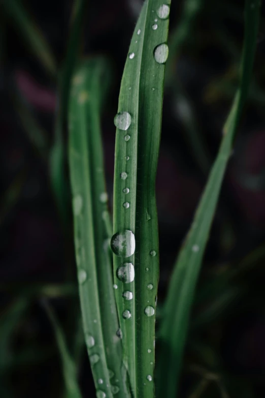 the green leaves are being dew covered