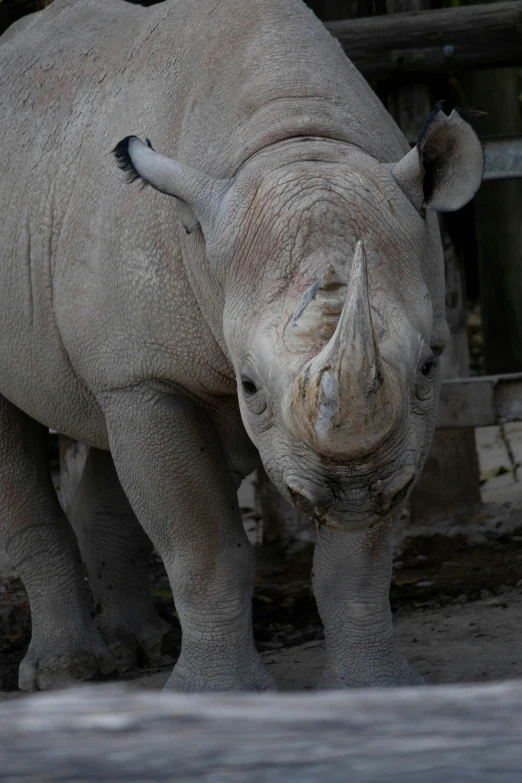 a rhino in an enclosure looking down at the ground