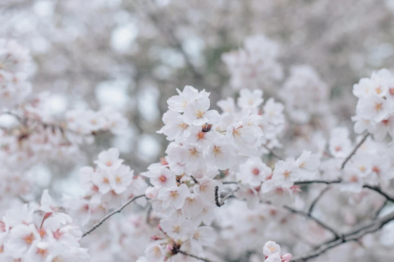 blossoms growing out of a tree in the winter