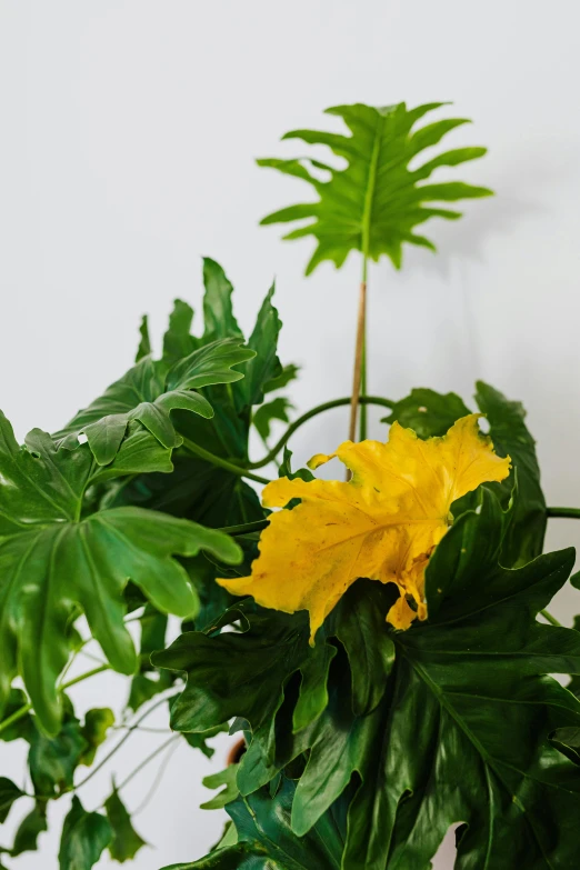 a large plant with yellow flowers hanging from it's leaves