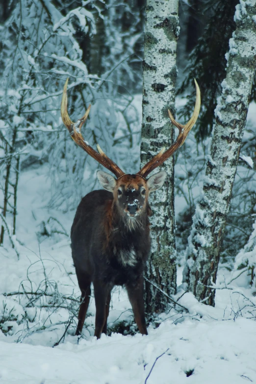 an adult elk with massive antlers standing in the snow next to a tree