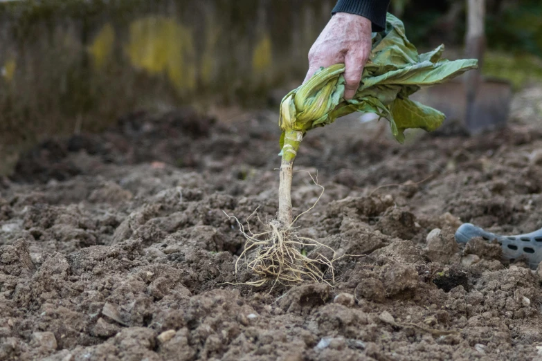 a man's hand reaches over a plant