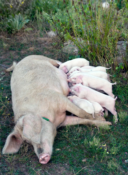 four newborn pigs nursing on some green grass