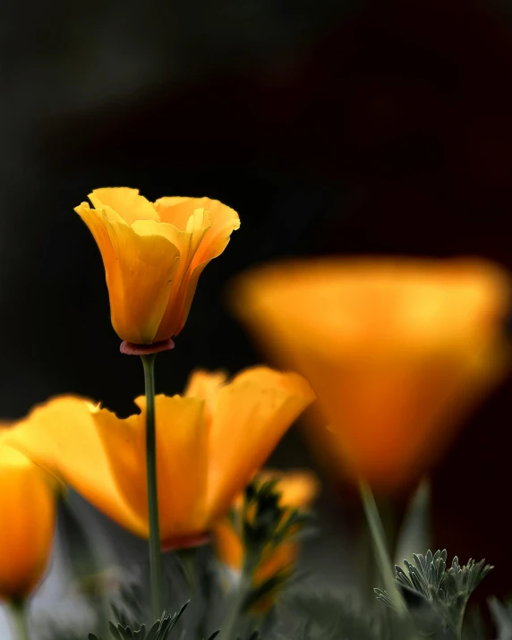 the bright yellow flowers are blooming in full bloom