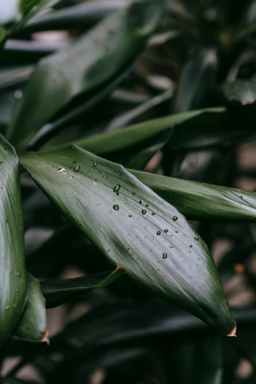 a leaf with water drops on it sits outside