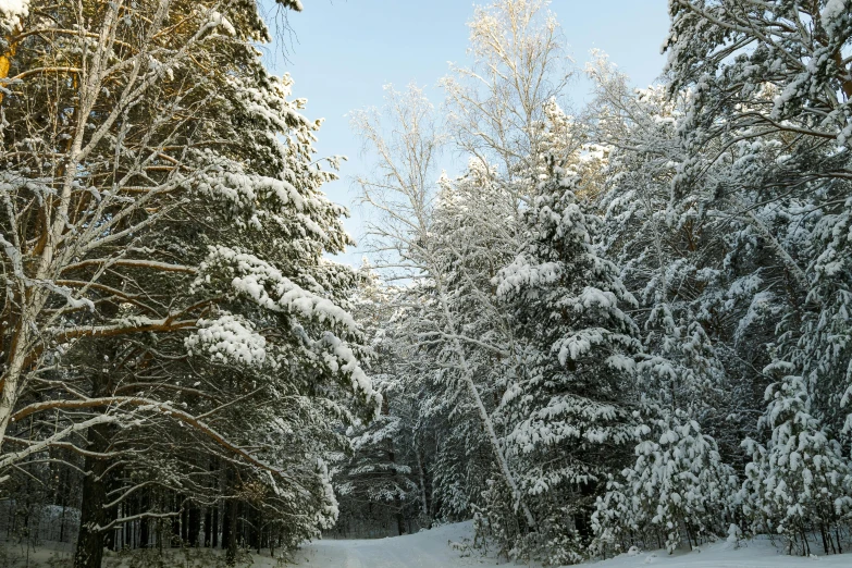 a road is surrounded by snow covered trees