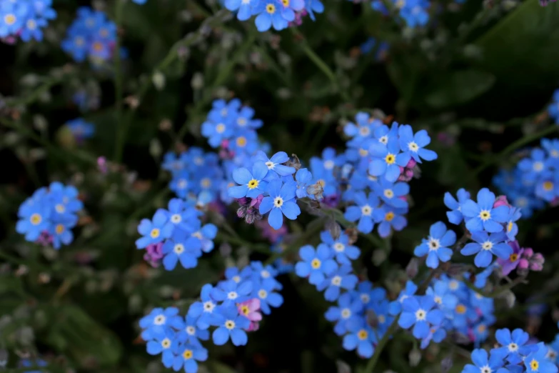 a close up of blue flowers, one with yellow centers