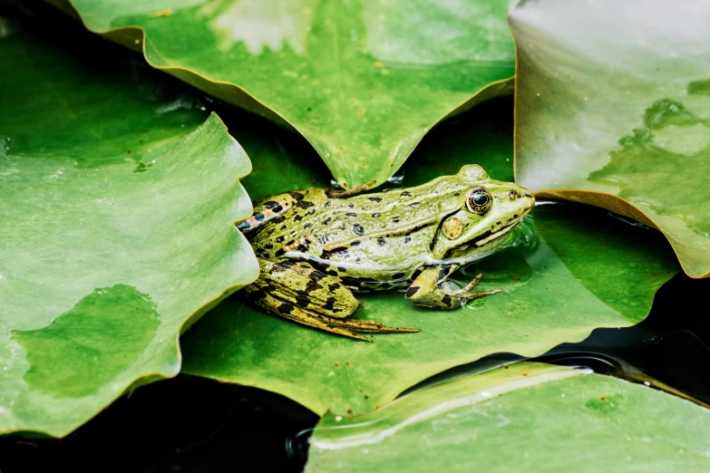a frog sitting on top of some green leaves