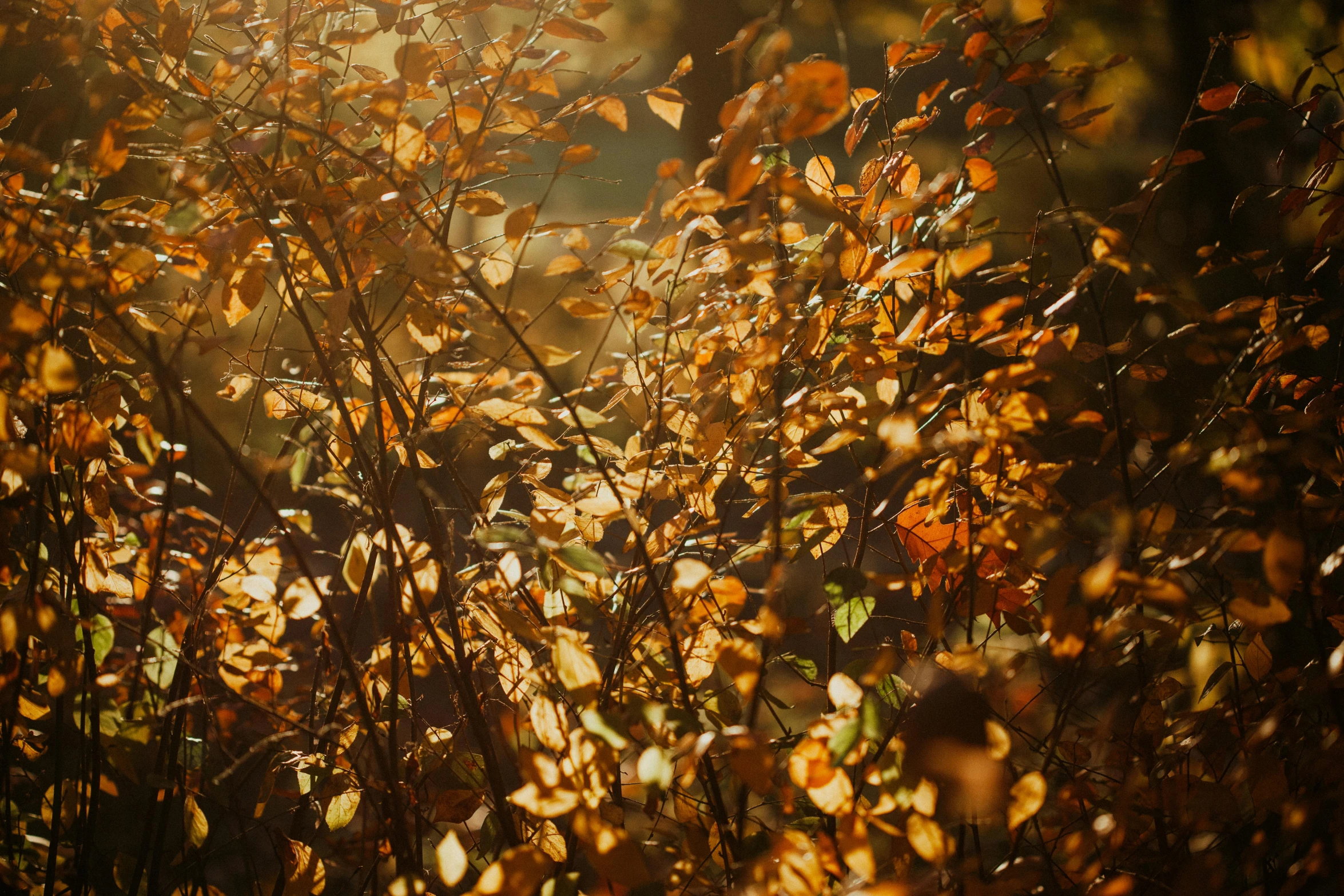 the sun shines through some leaves as the nches are turning yellow