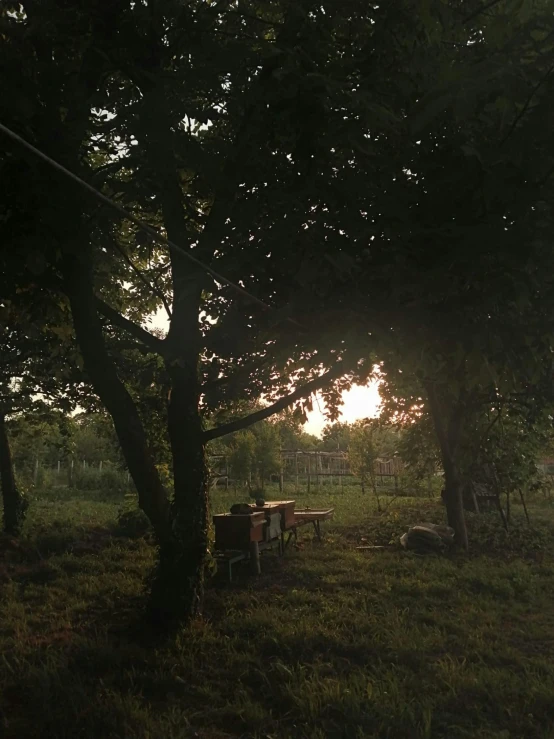 a grassy field under a tree with a bench underneath it