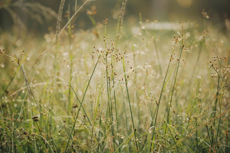 some small green plants in some grass and dirt