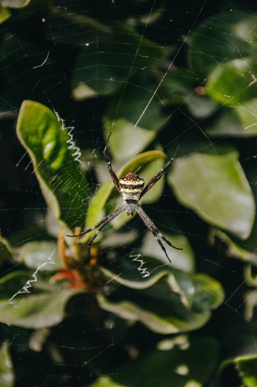 there is a very large spider that has it's eyes open