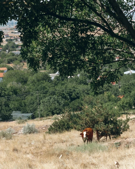 a small brown cow stands by itself in the middle of a grassy field