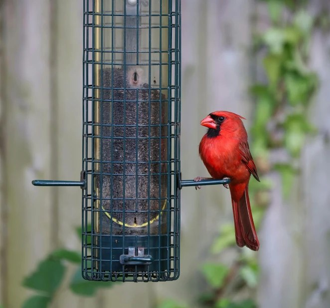 the bird is looking at the feeder outside