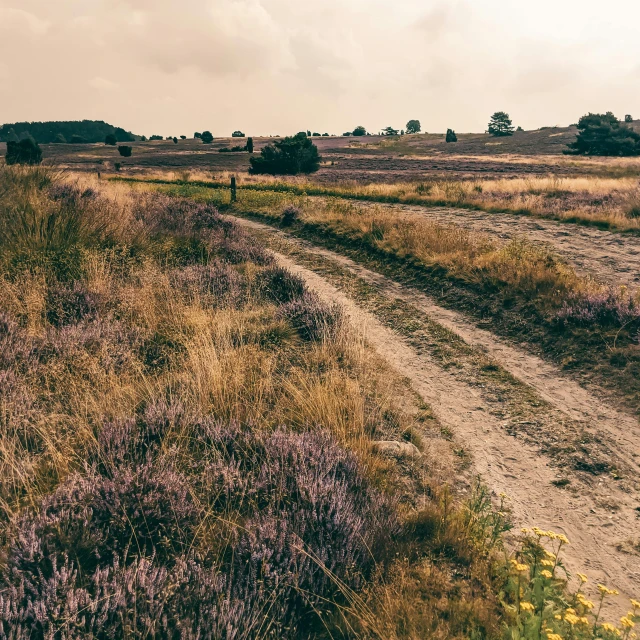 an empty road near a grassy field in the mountains