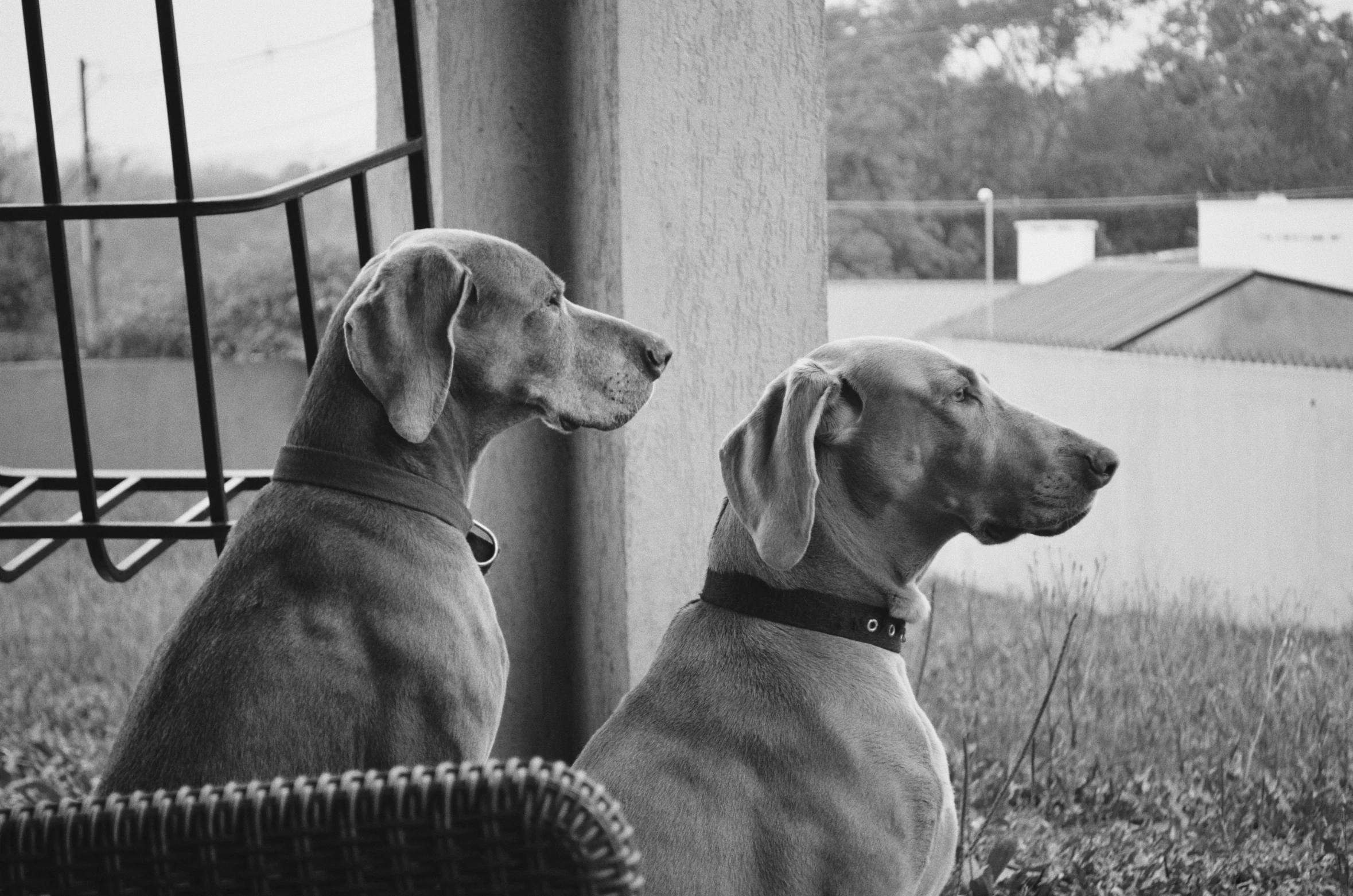 two dogs looking at each other with trees in the background