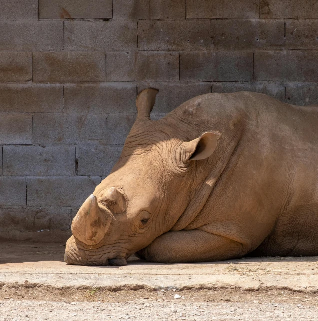 a rhino laying down next to a wall