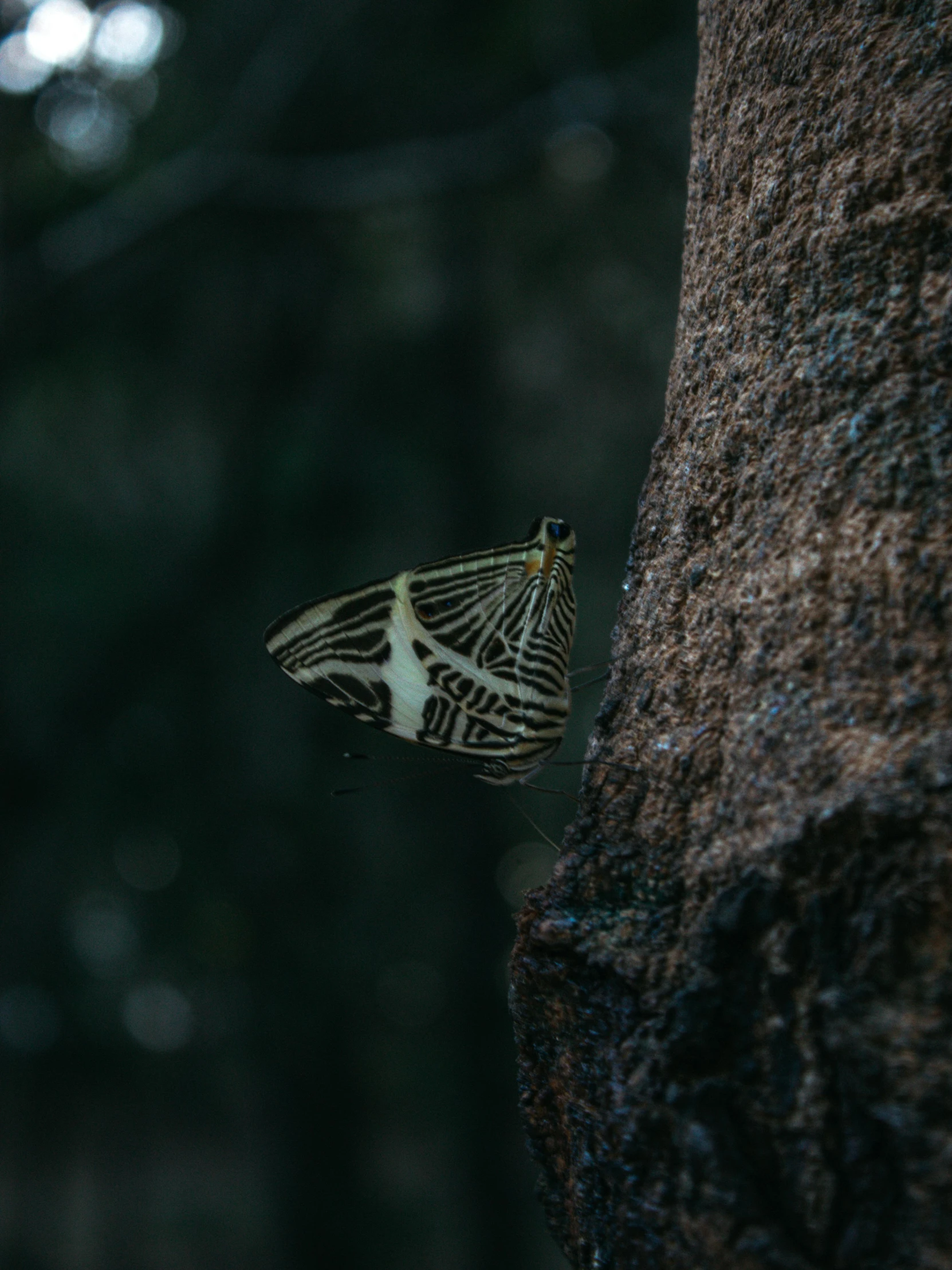 a close up of a small orange and white erfly on a rock