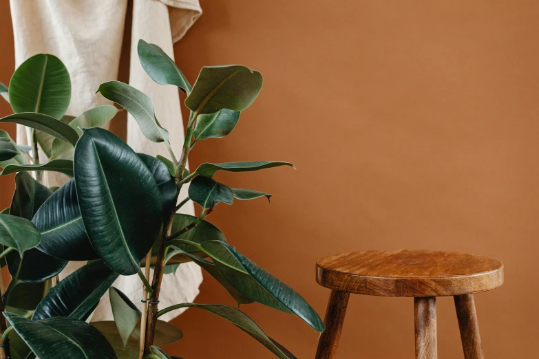 a potted plant sitting next to an stool on a brown wall