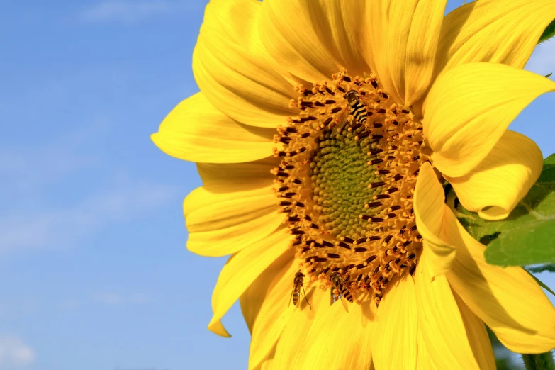 the bright yellow sunflower with leaves is blooming