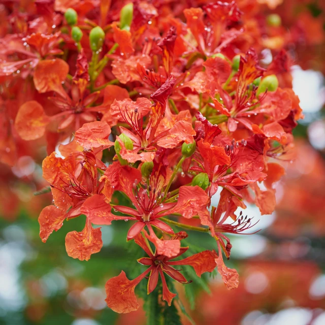 a bunch of red flowers that are blooming