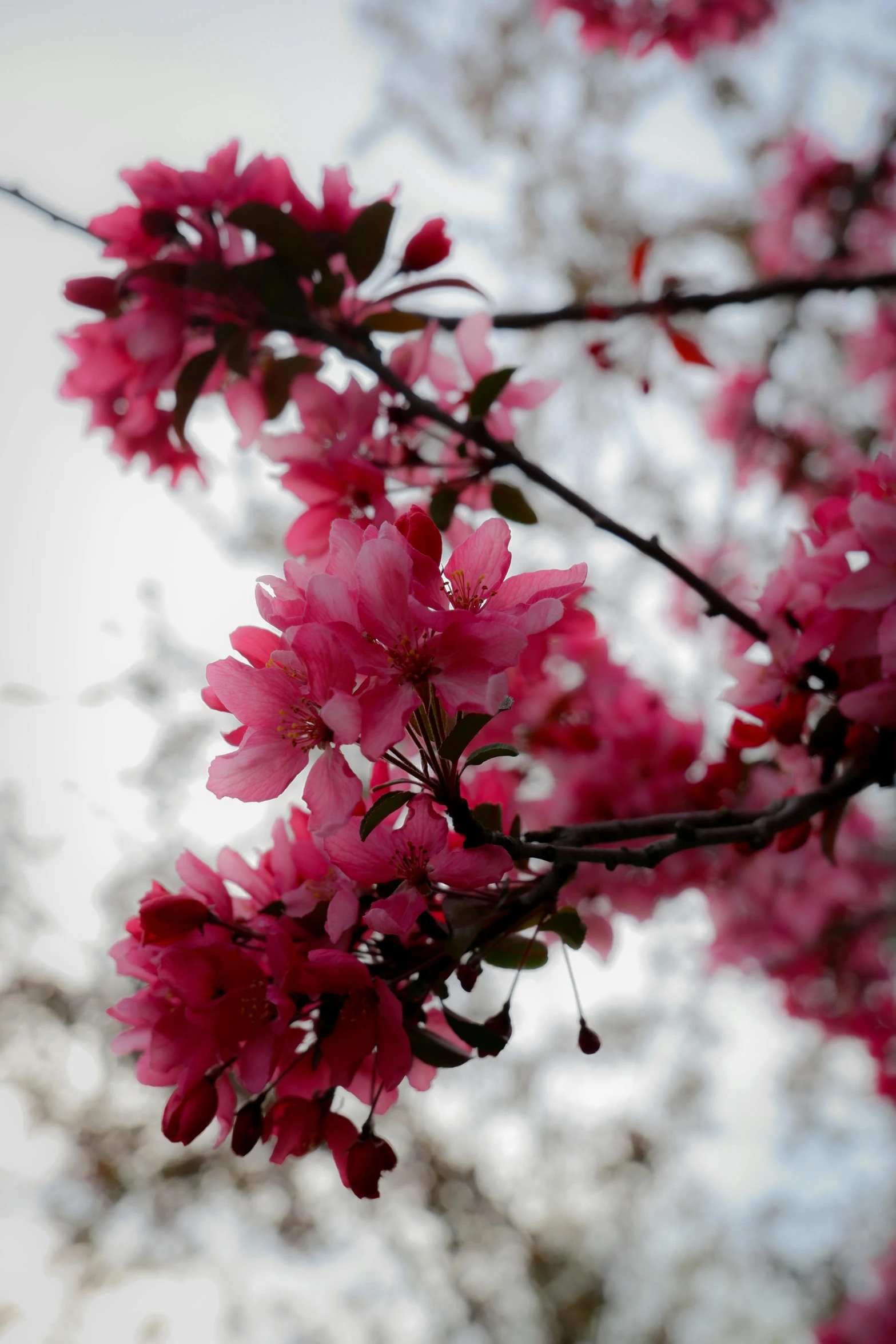 the back side of a tree with pink flowers