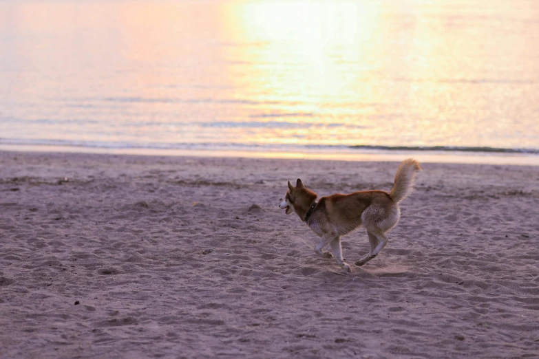 dog chasing a ball along the beach during sunset