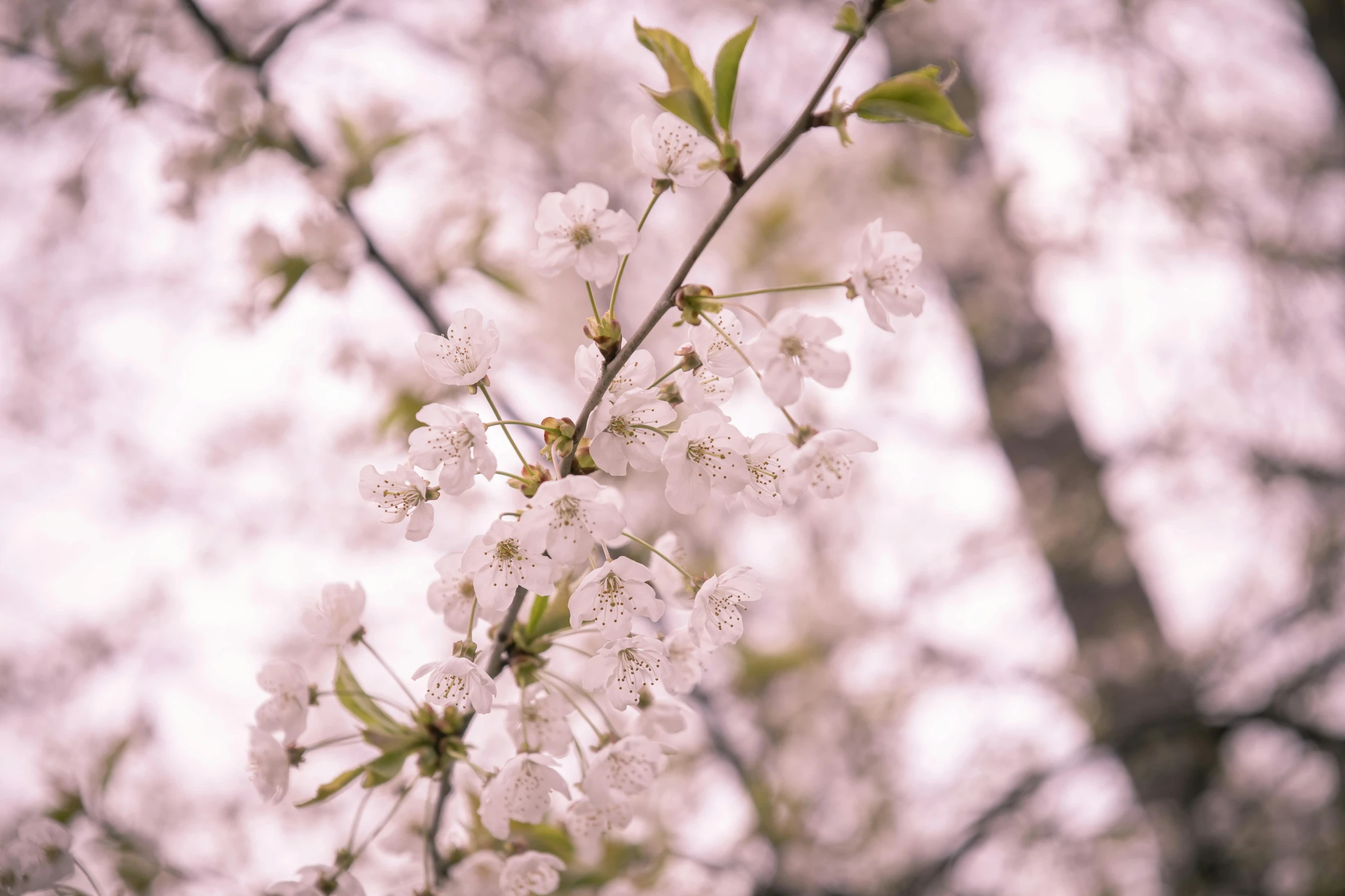 an image of cherry blossoms blooming on a tree