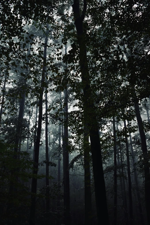 some very tall trees in the middle of a forest